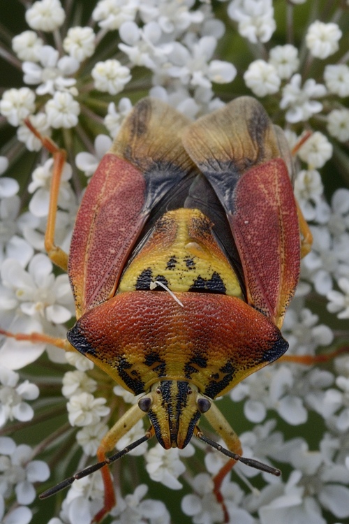 Carpocoris pudicus